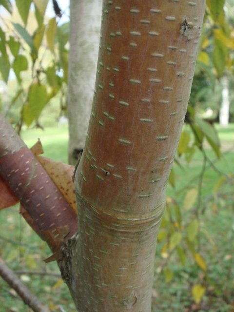 Betula albosinensis var.septentrionalis ecorce